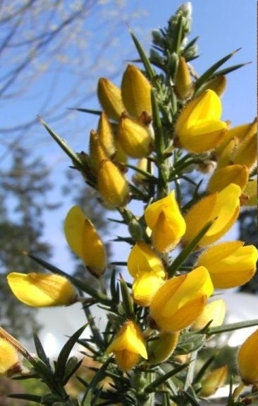 gorse