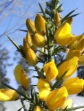 gorse