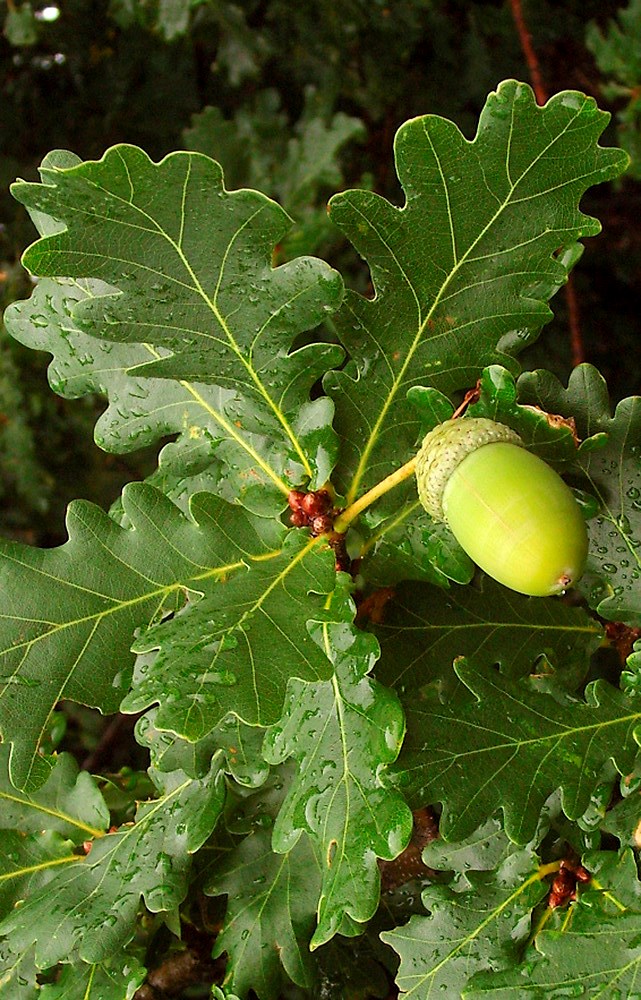 22-quercus-robur-le-azinovjev