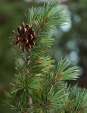 24-pinus sylvestris_msolata
