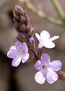 31 -300px-Verbena_officinalis_Dingli_Cliffs_Malta