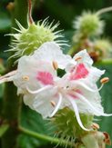 35-Horse Chestnut_flowers_msolata