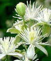 clematis