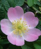 37 -800px-Rosa_canina_6_msolata