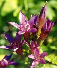 gentian