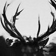 ihsahn_110
